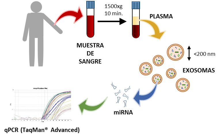 Persona, tubos de extracción, representación de exosomas y del micro RNA