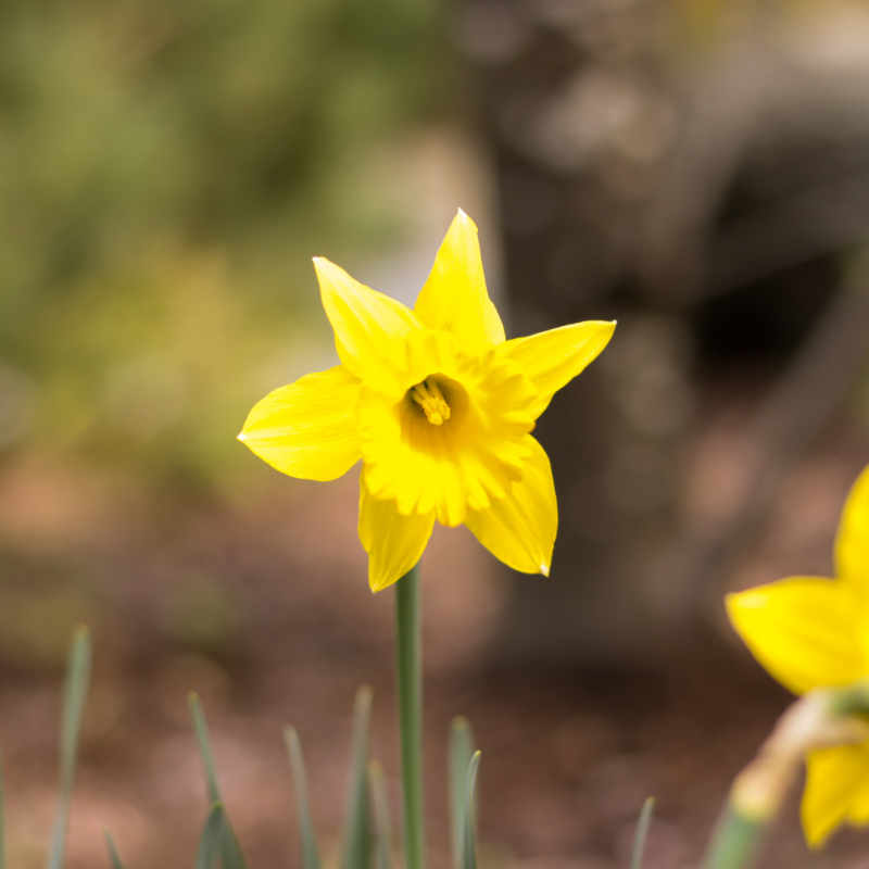 Una flor amarilla en el campo