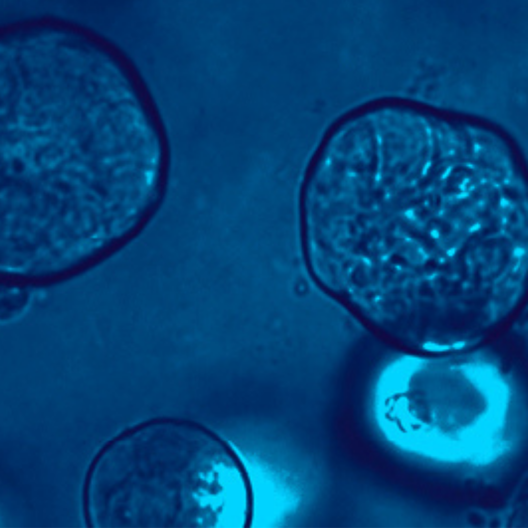 Células en color azul
