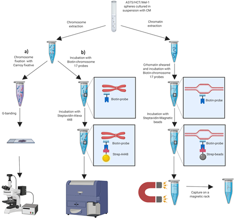 Descripción del proceso de detección de alteraciones cromosómicas