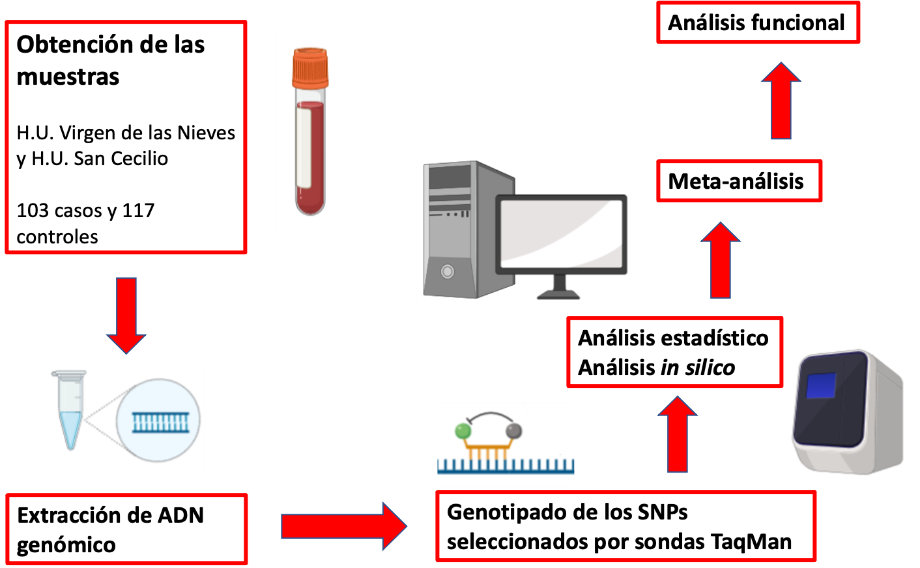 Ilustración 1: Esquema del método in vitro de la invención.
