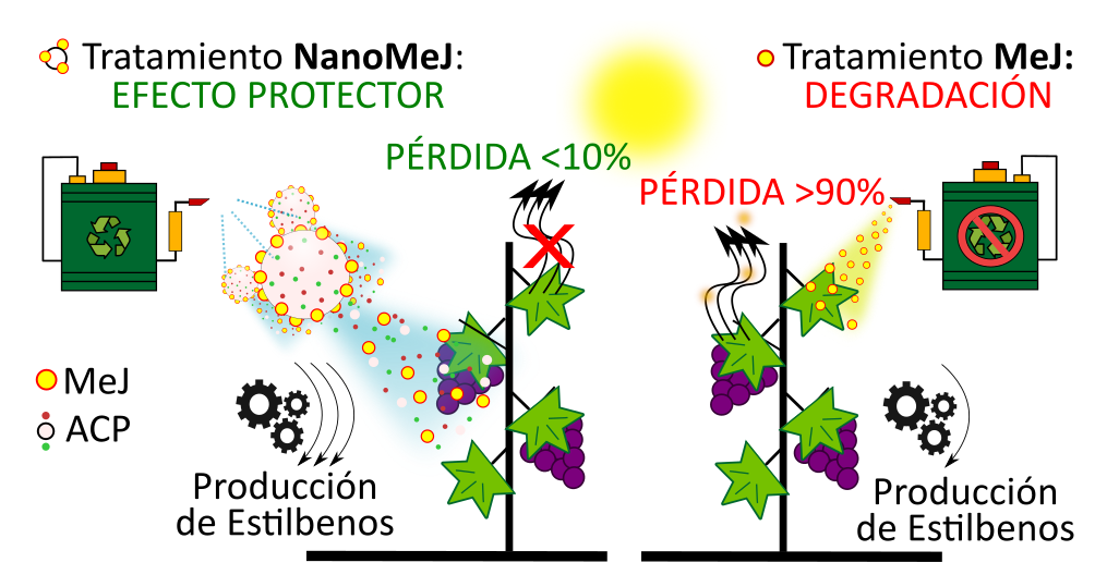 Esquema del uso de las nanopartículas de ACP cargadas con MeJ