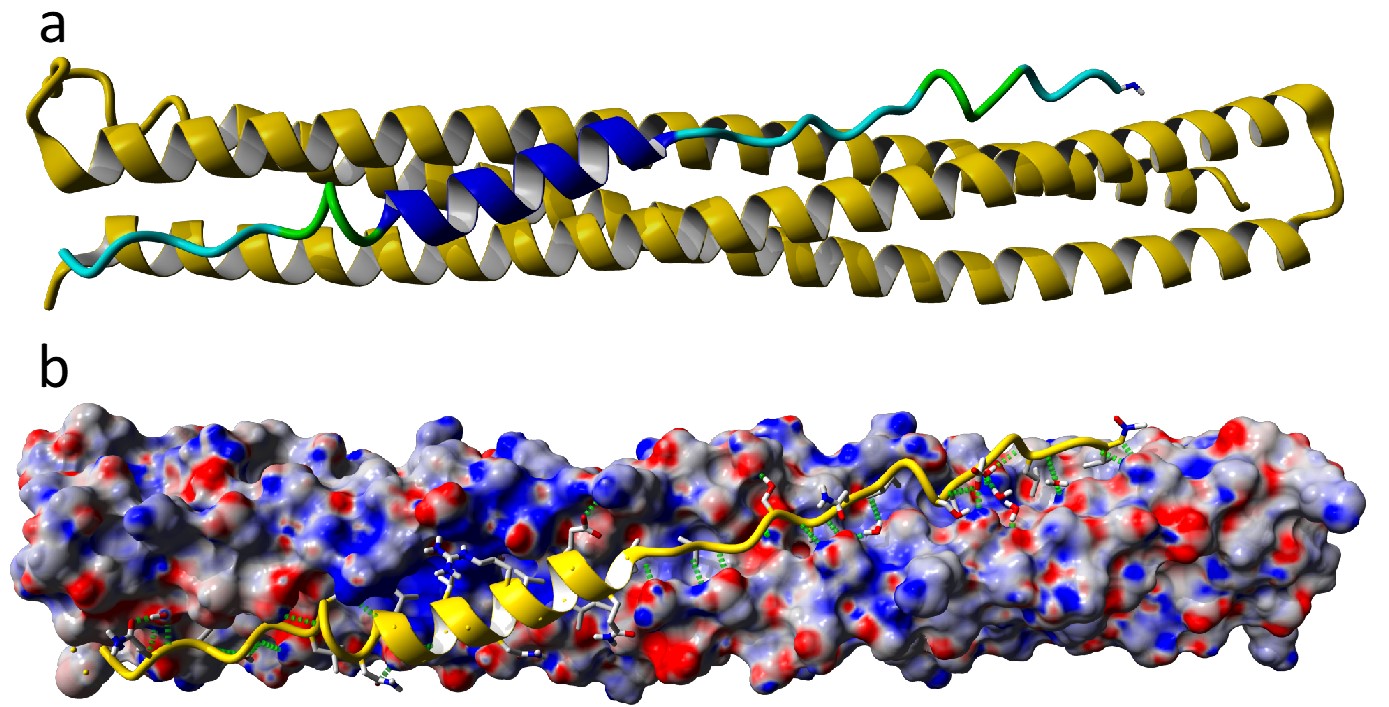 Estructura de los polipéptidos miméticos