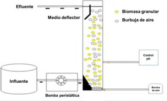 Diseño del biorreactor granular aeróbico de flujo continuo. 